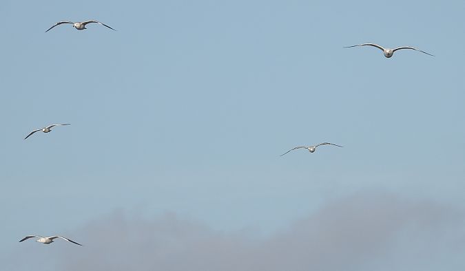 Silber-_oder_Mittelmeer-_oder_Steppenmöwe  - Jarosław Słowikowski