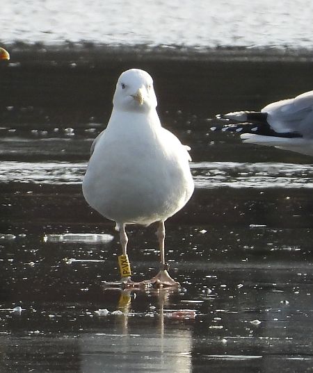 mewa srebrzysta / białogłowa / romańska  - Jarosław Słowikowski