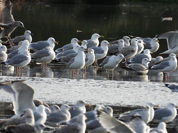 Goéland argenté, pontique ou leucophée  - Jarosław Słowikowski