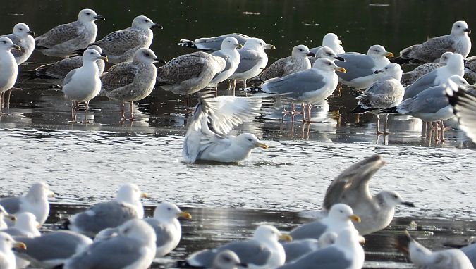 Goéland argenté, pontique ou leucophée  - Jarosław Słowikowski