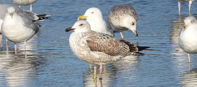 Goéland argenté, pontique ou leucophée  - Jarosław Słowikowski