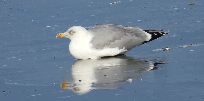 Goéland argenté, pontique ou leucophée  - Jarosław Słowikowski