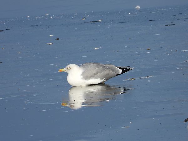 mewa srebrzysta / białogłowa / romańska  - Jarosław Słowikowski