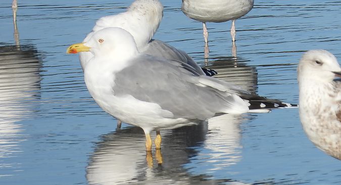 mewa srebrzysta / białogłowa / romańska 