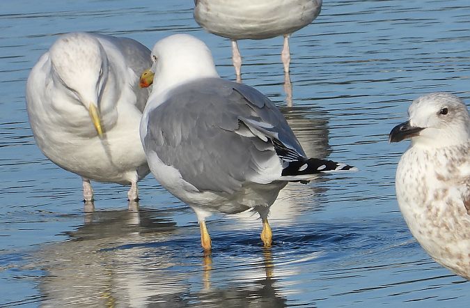Goéland argenté, pontique ou leucophée  - Jarosław Słowikowski
