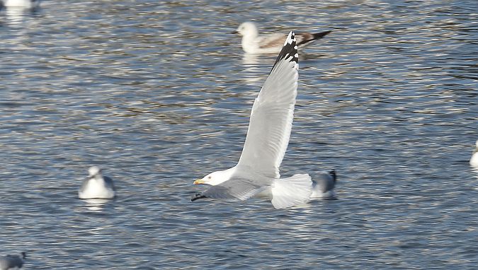 mewa białogłowa  - Jarosław Słowikowski