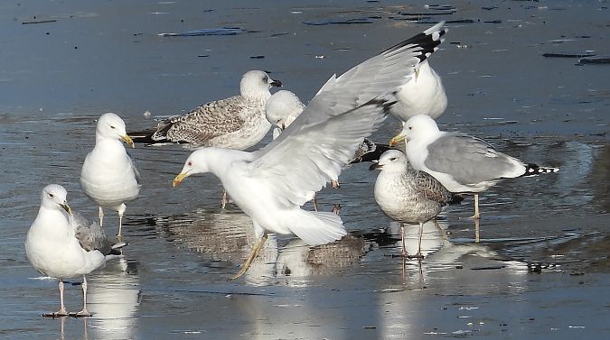 Goéland pontique  - Jarosław Słowikowski