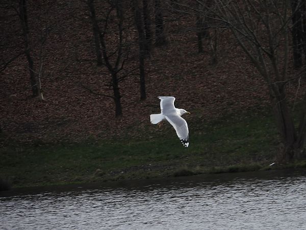 mewa białogłowa  - Jarosław Słowikowski