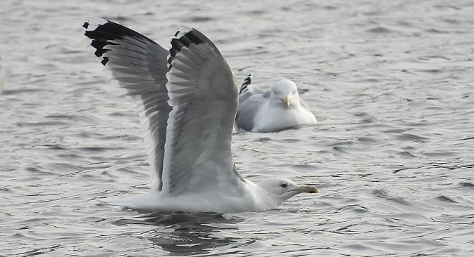 Goéland pontique  - Jarosław Słowikowski