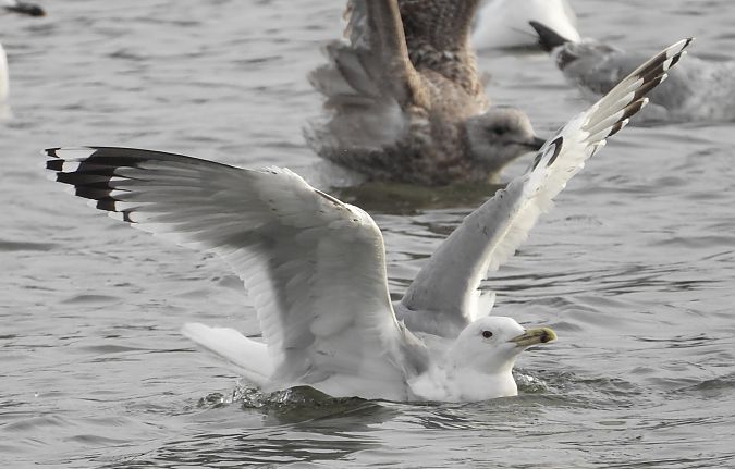 Goéland pontique  - Jarosław Słowikowski