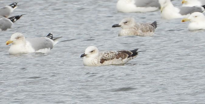mewa srebrzysta / białogłowa / romańska  - Jarosław Słowikowski