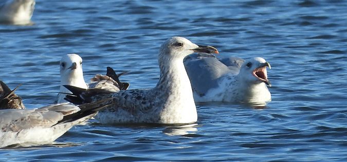 mewa srebrzysta / białogłowa / romańska  - Jarosław Słowikowski