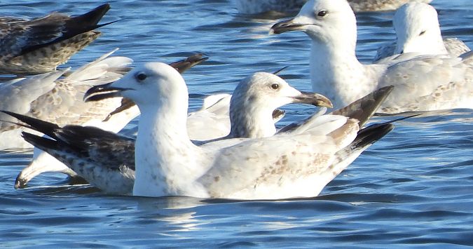 Goéland argenté, pontique ou leucophée  - Jarosław Słowikowski