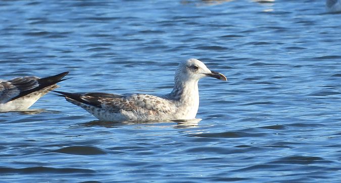 Goéland argenté, pontique ou leucophée  - Jarosław Słowikowski