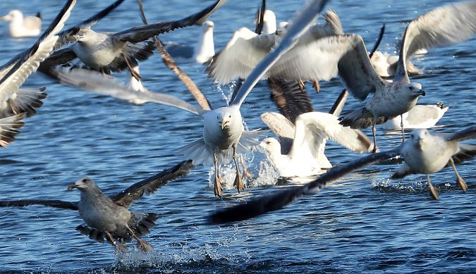 Goéland argenté, pontique ou leucophée  - Jarosław Słowikowski