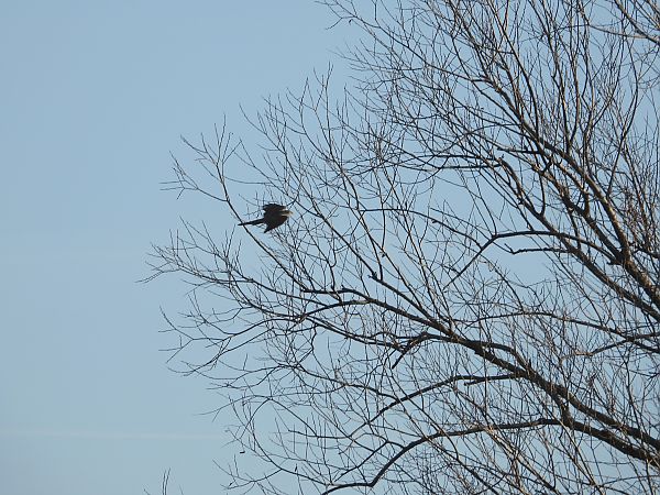 Sperber  - Jarosław Słowikowski