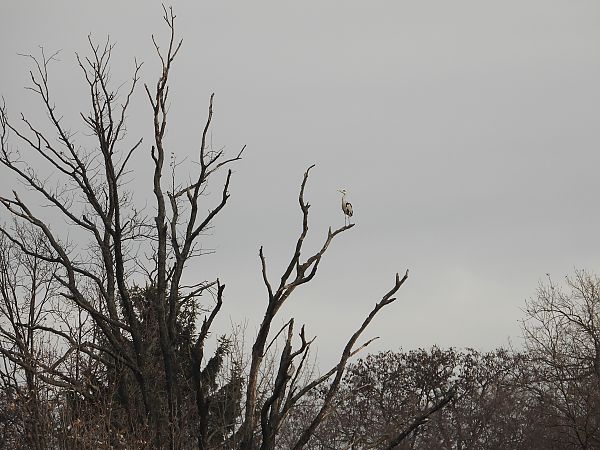 Graureiher  - Jarosław Słowikowski