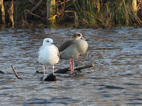 gęsiówka egipska  - Jarosław Słowikowski