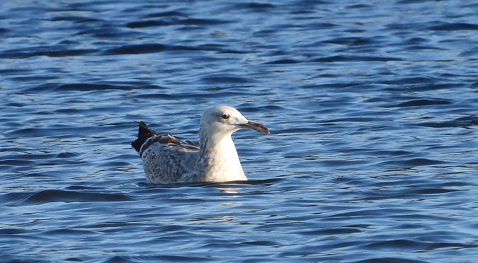 mewa srebrzysta / białogłowa / romańska  - Jarosław Słowikowski