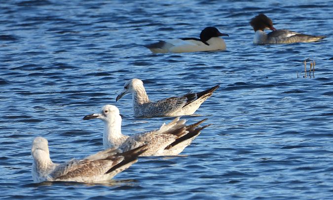 Goéland argenté, pontique ou leucophée  - Jarosław Słowikowski