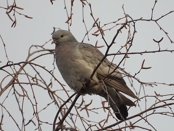 siniak  - Jarosław Słowikowski