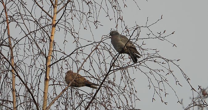 Pigeon colombin  - Jarosław Słowikowski