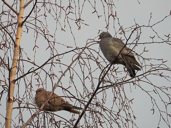 siniak  - Jarosław Słowikowski
