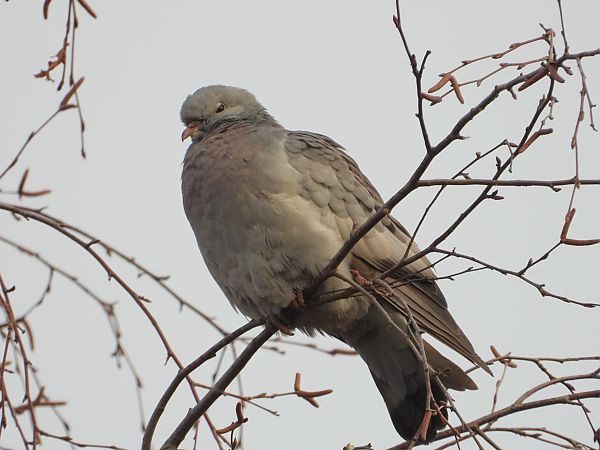 Pigeon colombin  - Jarosław Słowikowski
