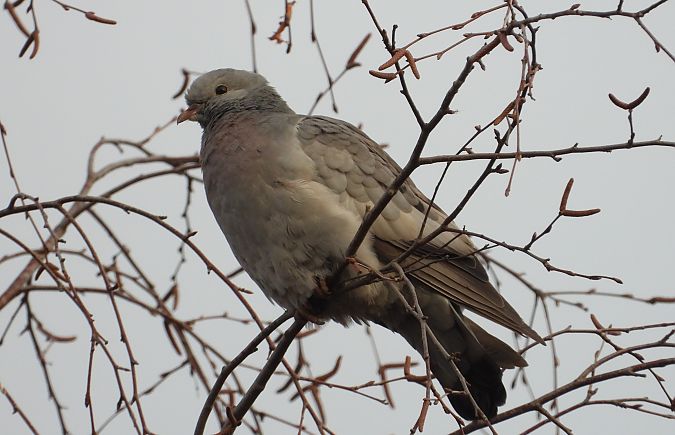 Pigeon colombin  - Jarosław Słowikowski