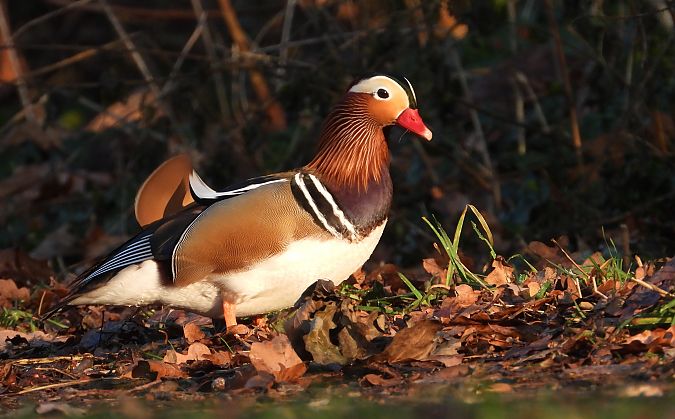 mandarynka  - Jarosław Słowikowski