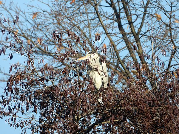 czapla siwa  - Jarosław Słowikowski