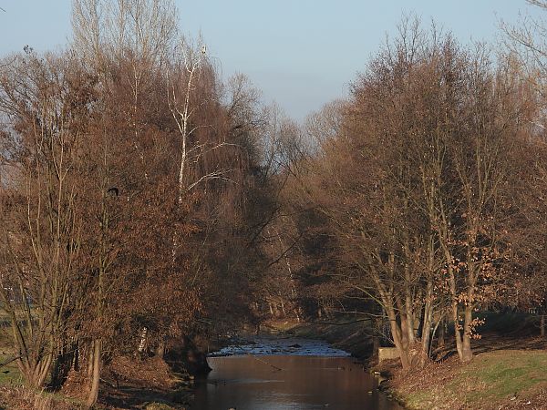 Héron cendré  - Jarosław Słowikowski