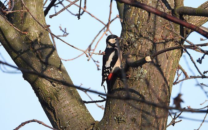dzięcioł duży  - Jarosław Słowikowski