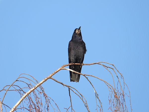 Rook  - Jarosław Słowikowski