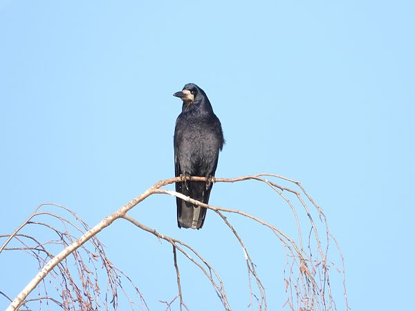 Corbeau freux  - Jarosław Słowikowski