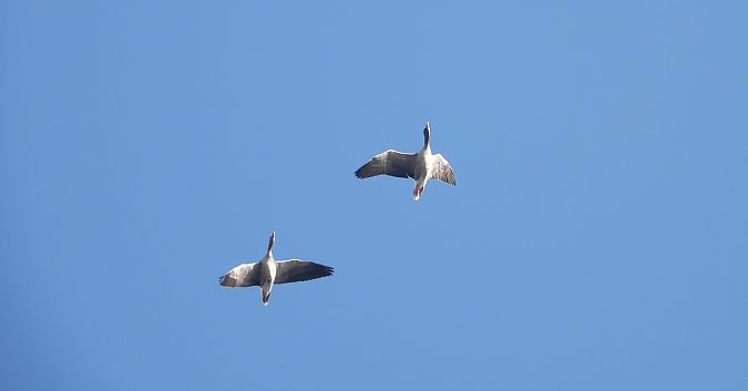 gęgawa  - Jarosław Słowikowski