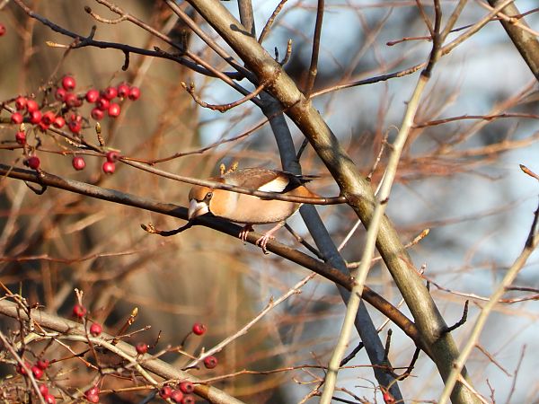 grubodziób  - Jarosław Słowikowski