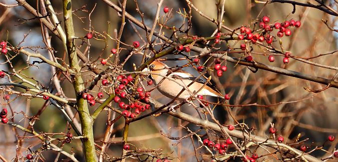 Grosbec casse-noyaux  - Jarosław Słowikowski
