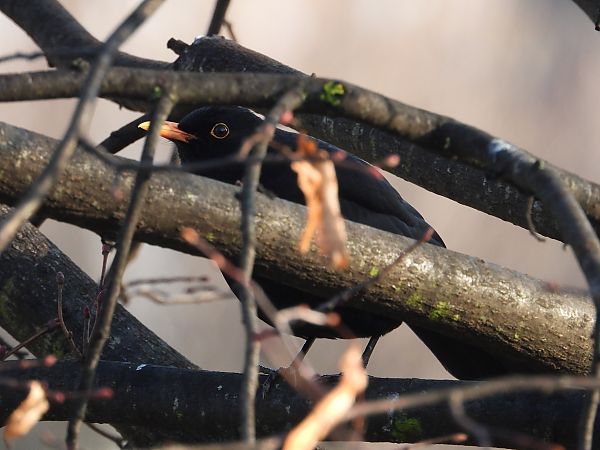 Amsel  - Jarosław Słowikowski