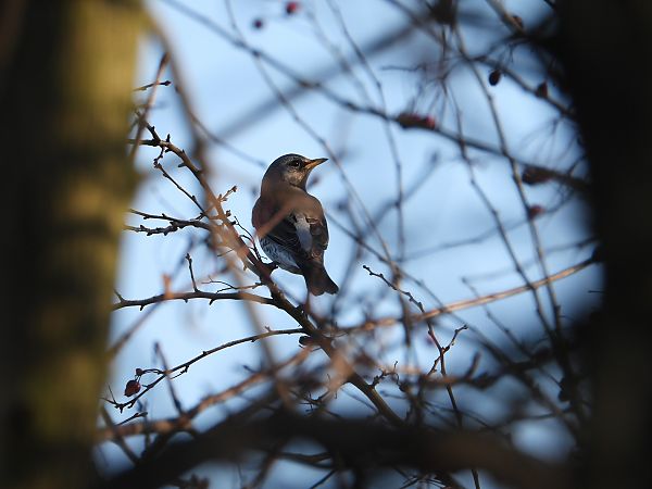 Wacholderdrossel  - Jarosław Słowikowski