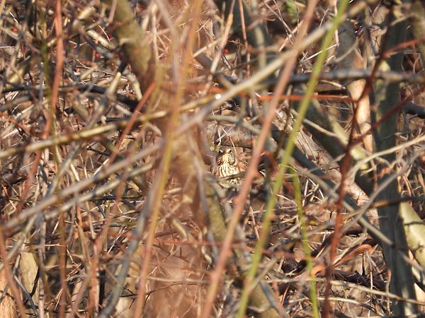 Grive litorne  - Jarosław Słowikowski