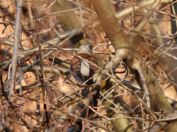 kwiczoł  - Jarosław Słowikowski