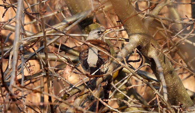 Grive litorne  - Jarosław Słowikowski