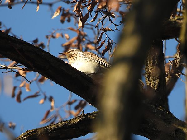 Grive litorne  - Jarosław Słowikowski