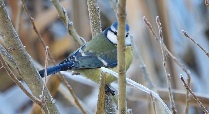 modraszka  - Jarosław Słowikowski