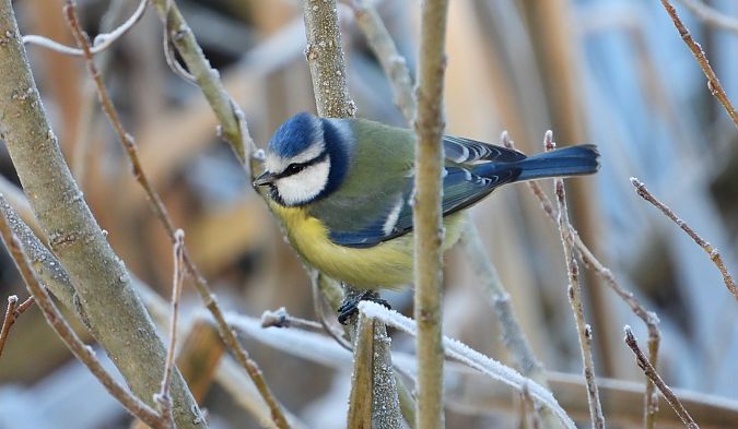 modraszka  - Jarosław Słowikowski