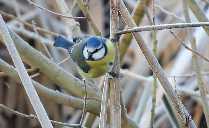 modraszka  - Jarosław Słowikowski