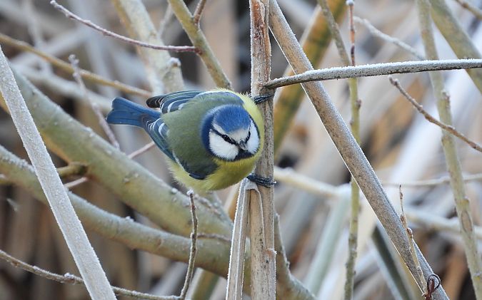 modraszka  - Jarosław Słowikowski