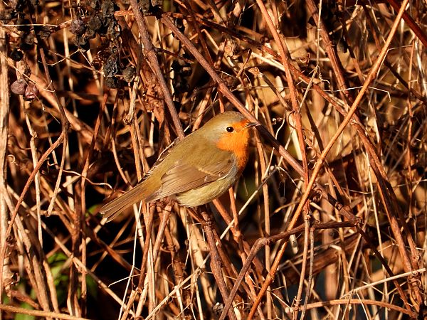 Rotkehlchen  - Jarosław Słowikowski