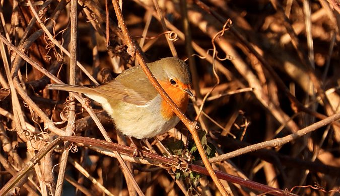 Rougegorge familier  - Jarosław Słowikowski